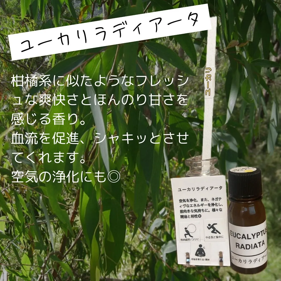 先週から加わっています！精油のご紹介です🐶