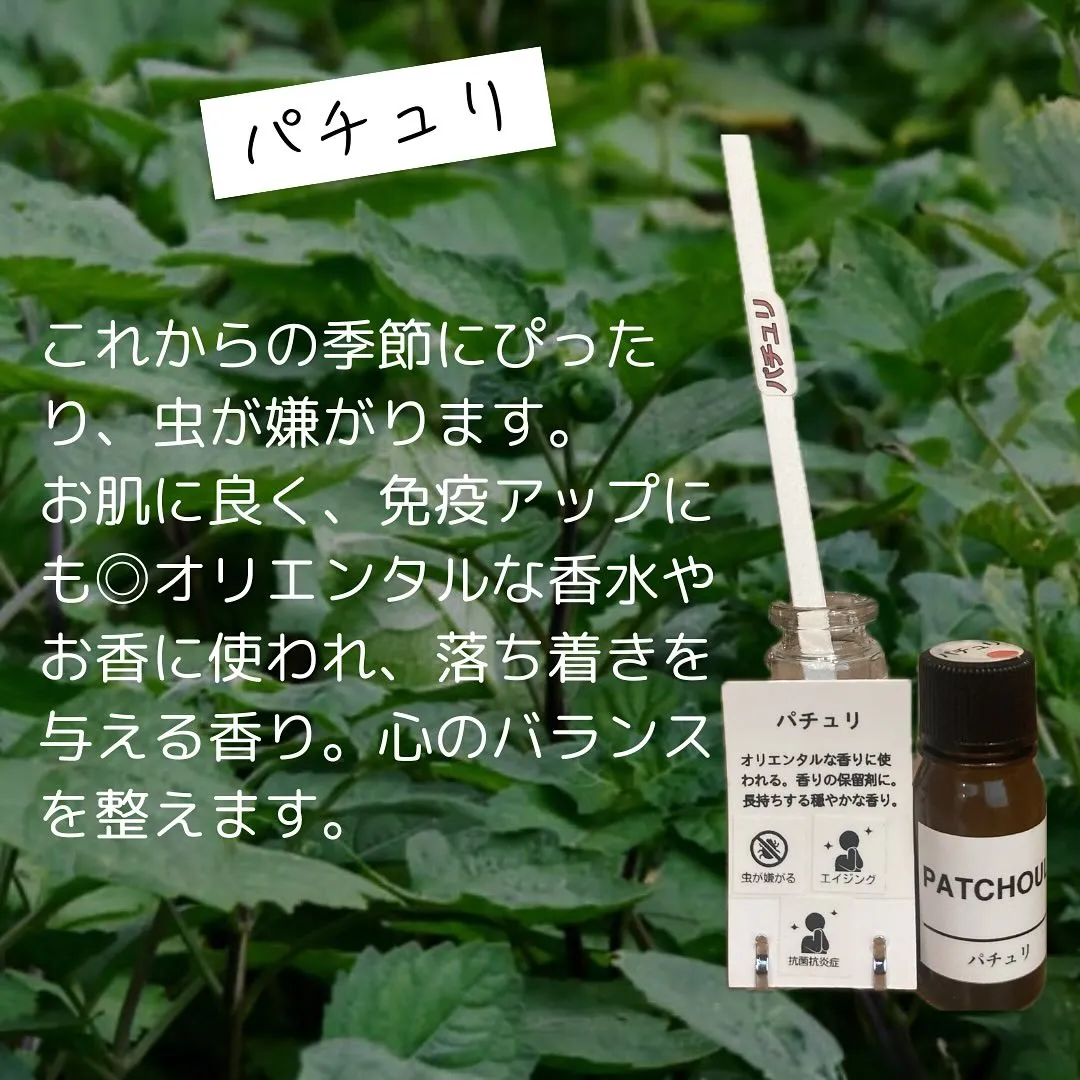 先週から加わっています！精油のご紹介です🐶